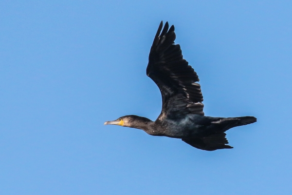 A Cormorant flies in a clear blue sky at Killiney Beach, Dublin, Ireland