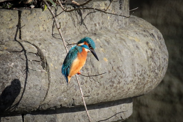 A Kingfisher perched at the bridge over the Castletown River, Dundalk, Ireland