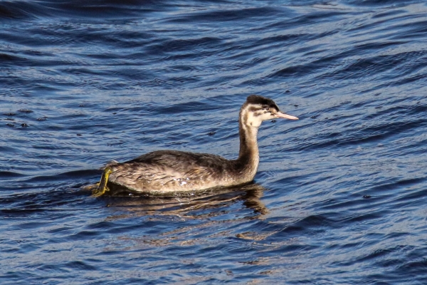 A Great Crested Grebe at Soldiers Point, Dundalk, Ireland