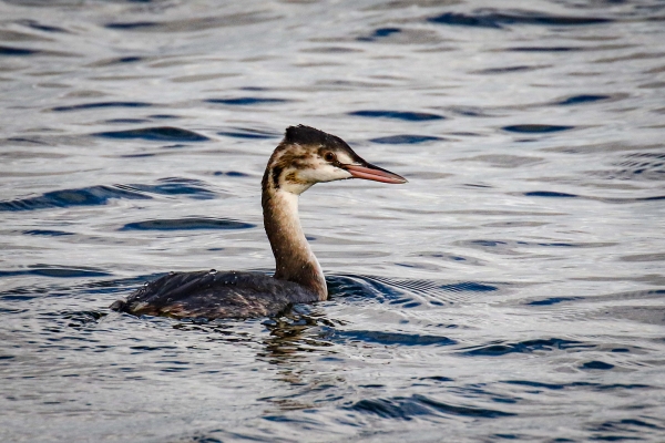 A Great Crested Grebe swims in the water off Ventry Harbour, County Kerry, Ireland