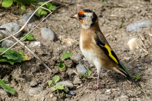 A God finch foraging at the back of Killiney Beach, Dublin
