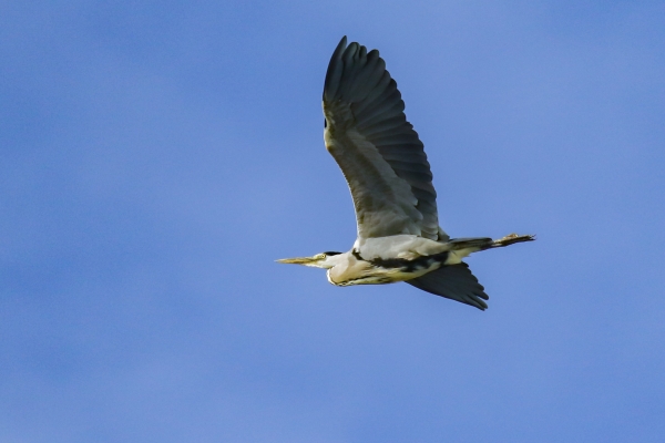 A Grey Heron flies in a blue sky at Killiney Beach, Dublin, Ireland