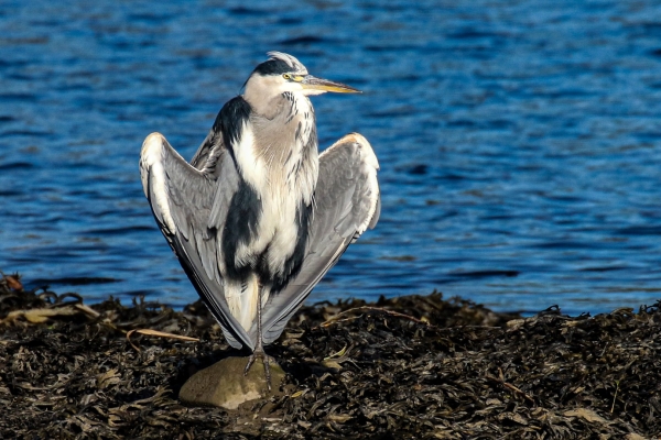 A Grey Heron stands on a rock on the Castletown River, Dundalk, Louth, Ireland