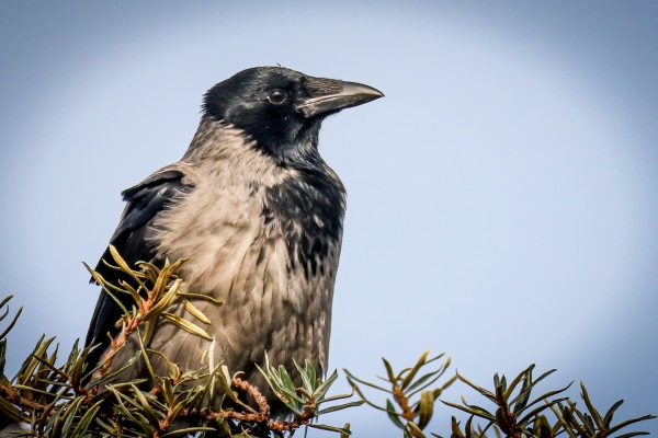 A Hooded Crow in a bush at the back of Killiney Beach, Dublin, Ireland
