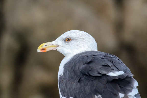 A Great Black backed Gull at Killiney Beach, Dublin, Ireland