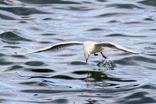A Black-headed Gull searching for food at Killiney Beach, Dublin