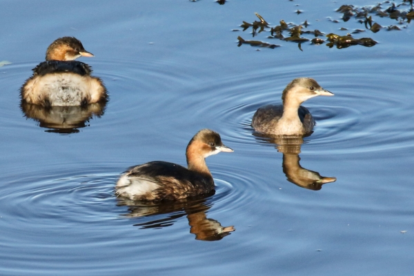 Three Little Grebes on the Castletown River, Dundalk, Ireland