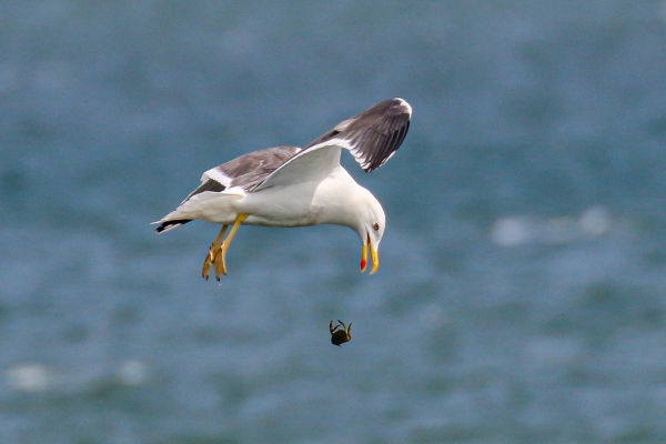 A Lesser Black-backed Gull at the Great South Wall Dublin
