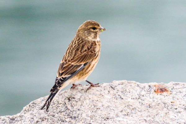 A Linnet perched on a rock at Killiney Beach, Dublin