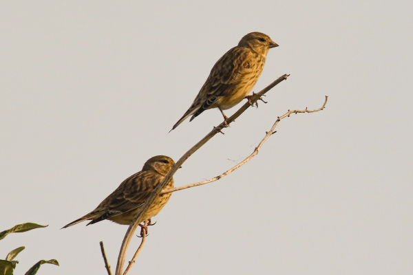Two Linnets perch on a branch at Baldoyle Racecourse Park, Dublin