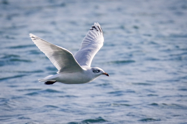 A Mediterranean Gull flies over Killiney Beach, Dublin, Ireland