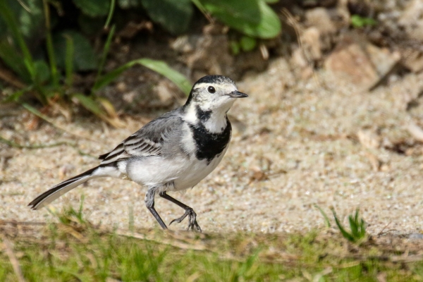 A Pied Wagtail at the back of Killiney beach, Dublin