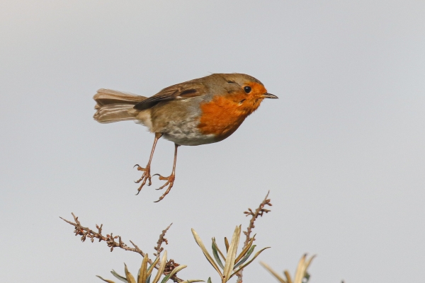 A Robin takes flight at Baldoyle Racecourse Park, Dublin