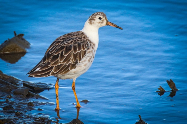 A Ruff at the waters edge in Dundalk, Ireland