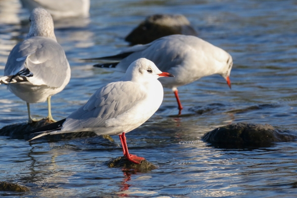 A Black Headed Gull in the pond at Corcagh Parg, Dublin