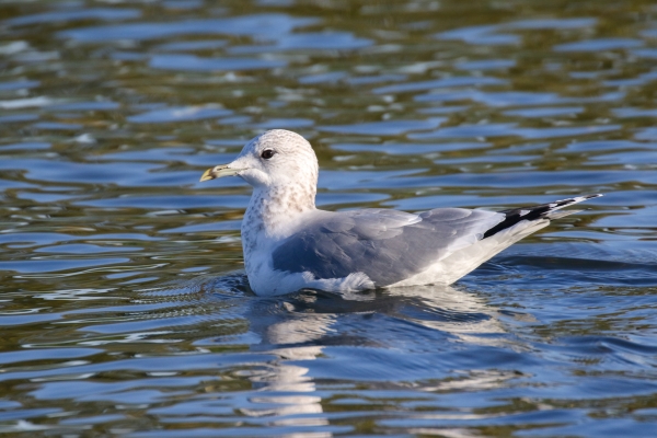 A Common Gull in the pond at Corcagh Park, Dublin