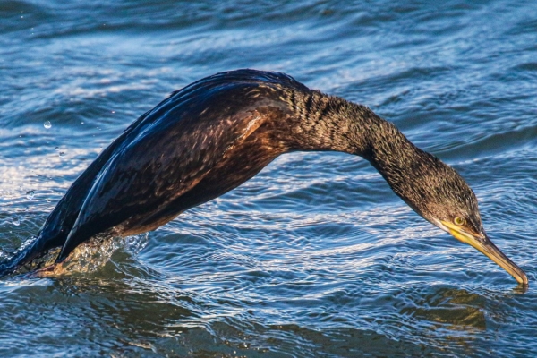 A Cormorant arches out of the water as it dives for food