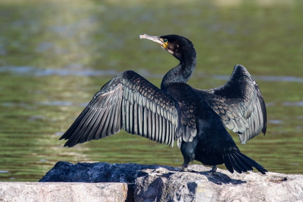 A Cormorant dries it's wings