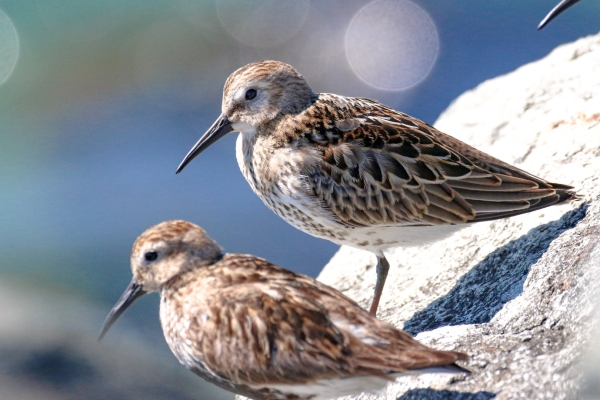 Dunlin resting at the Great South Wall, Dublin