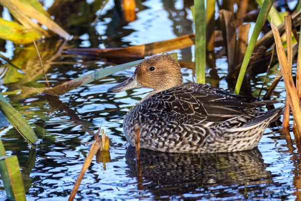 A Pintail in the pond at Castle Grange Business Park, Dublin