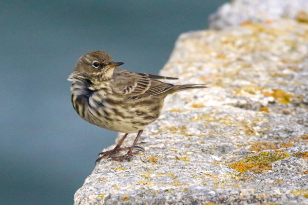 A Rock Pipit on the pier wall at Great South Wall, Dublin