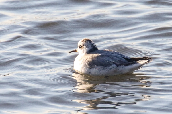 A Grey Phalarope at Bull Island, Dublin
