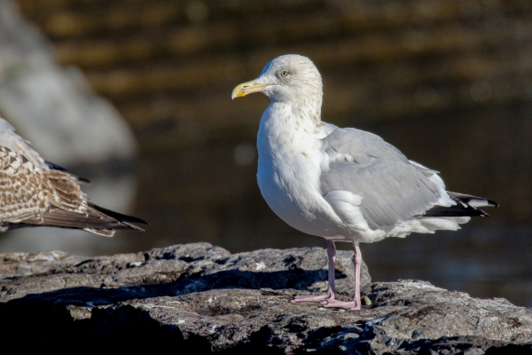 A Herring Gull stands on a rock in Dublin, Ireland