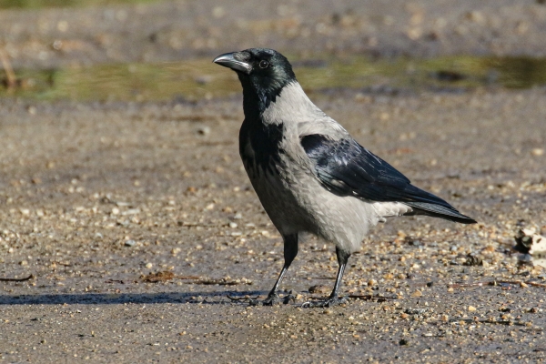 A Hooded Crow in Corkagh Park, Dublin