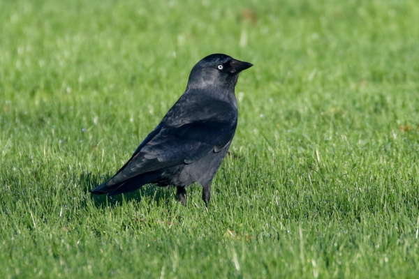 A Jackdaw stands in the short grass at Corcagh Park, Dublin
