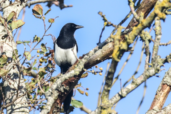 A Magpie in a tree on a sunny day