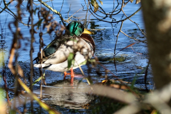 A Mallard at the pond's edge at Corcagh Park, Dublin