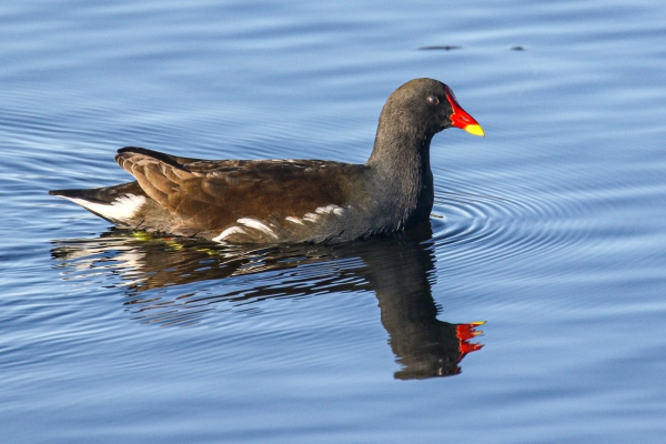 Moorhen reflected in blue water