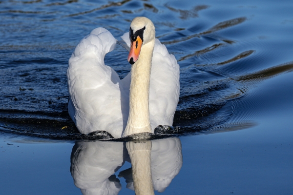 A Mute Swan swims in blue water on a sunny day
