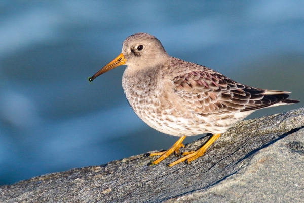 Purple Sandpiper perched on the Great South Wall, Dublin, Ireland
