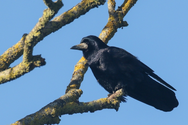 A rook perched in a tree against a blue sky