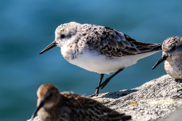 A Sanderling rests at high tied at the Great South Wall, Dublin