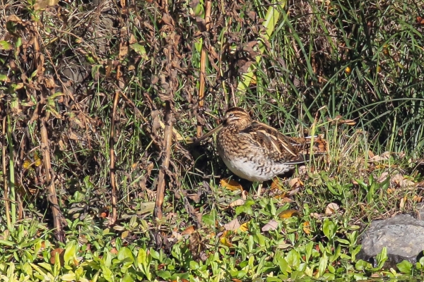 A Snipe at the edge of the pond in Castle Grange business park, Dublin