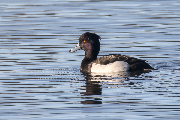A Tufted Duck swims on a sunny day
