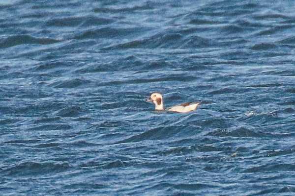 Long-tailed Duck, Broadmeadows Estuary, Swords, Dublin