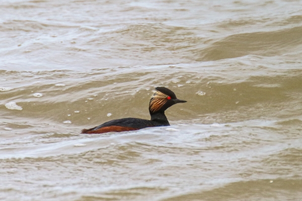 Birds of Ireland, Black-necked grebe