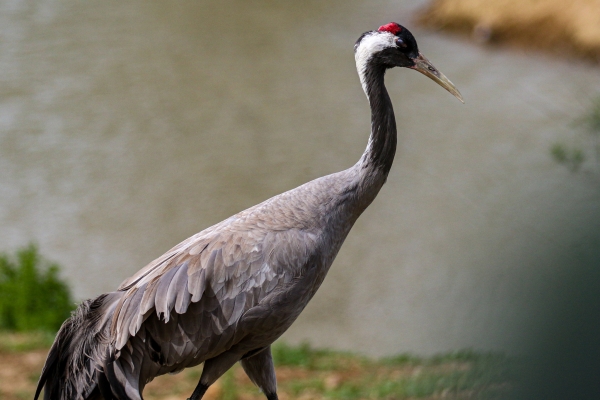 Birds of Ireland - a Crane