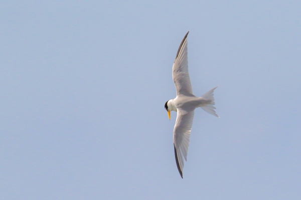 Least Tern, Ireland