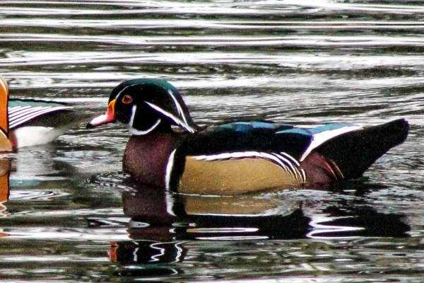 A Wood Duck in the Phoenix Park, Dublin