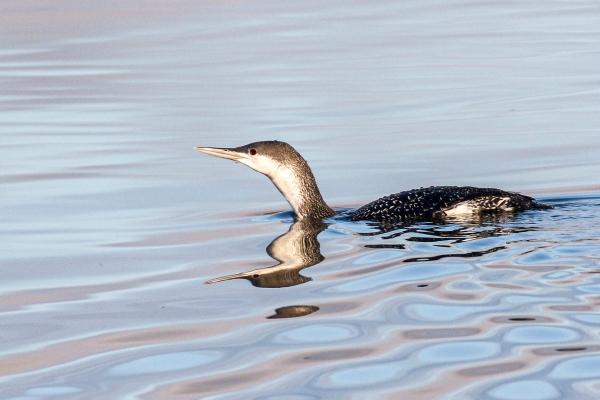 A Red-throated Diver swimming in Broadmeadows Estuary, Dublin, Ireland