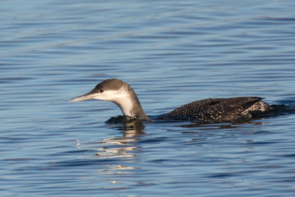 A Red-throated Diver swimming in Broadmeadows Estuary, Dublin, Ireland