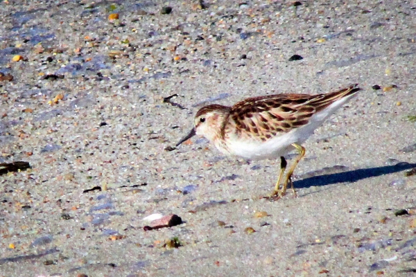 The smallest Sandpiper - scarce visitor to Ireland
