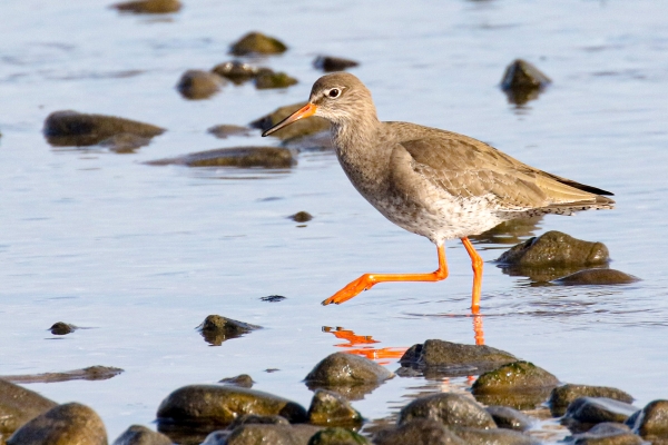 Redshank on the shoreline at Mornington, County Meath