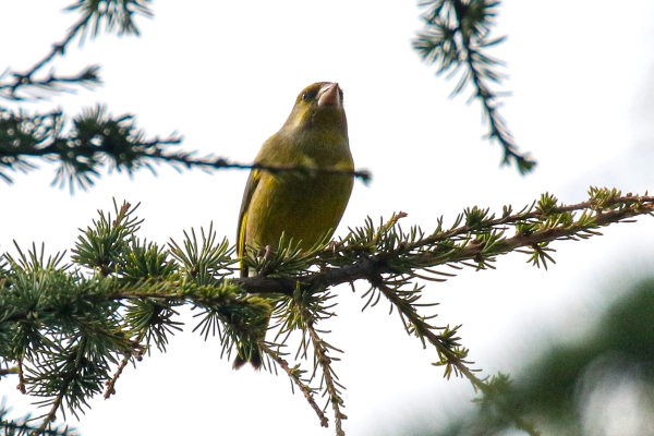 A Greenfinch perched in a tree at the Botanic Gardens in Dublin, Ireland