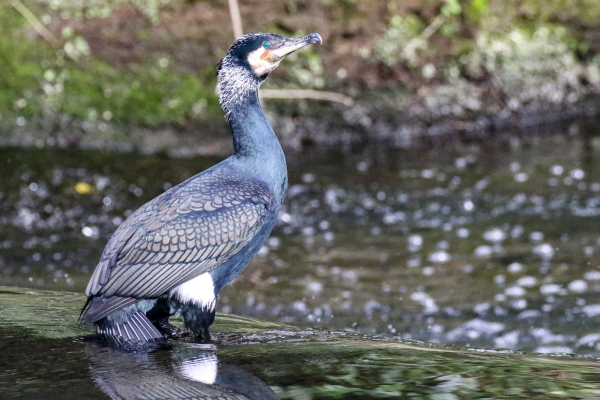 A Cormorant on the bank of the Tolka River, National Botanic Gardens, Dublin
