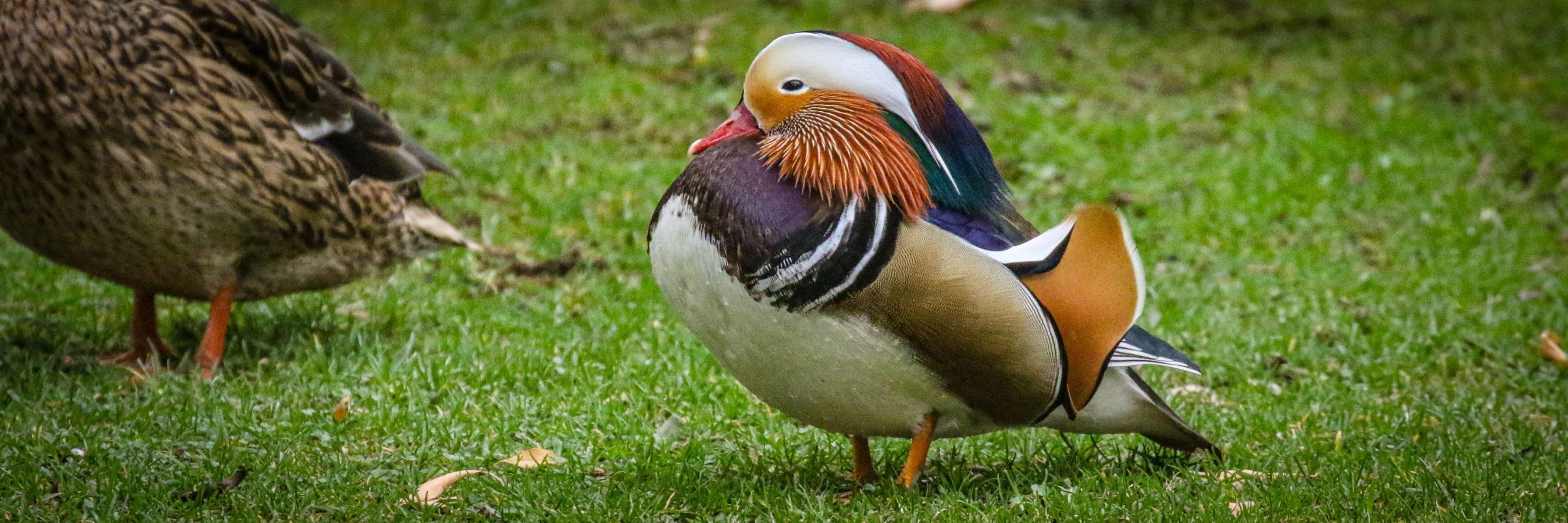 A Mandarin Duck is a rare visitor to the Botanic Gardens in Dublin, Ireland